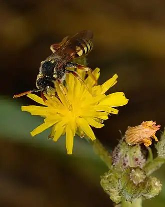 Nomada basalis