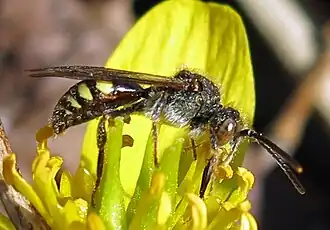 Nomada bella
