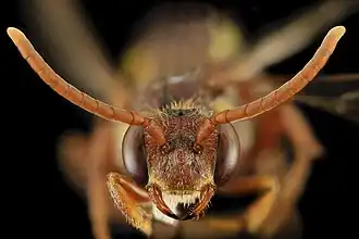Nomada bethunei