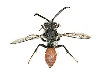 Roodzwarte dubbeltand