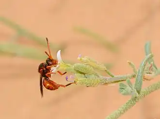 Nomada fenestrata