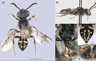 Glanzende dwergwespbij