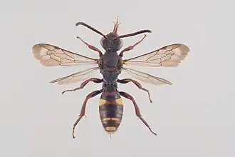 Nomada fusca