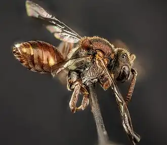 Nomada seneciophila