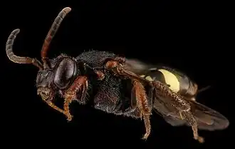 Nomada vicina