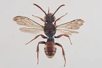 Nomada villosa