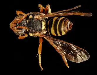 Nomada vincta