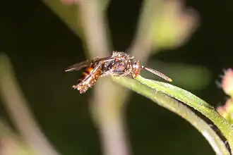 Nomada hirtipes