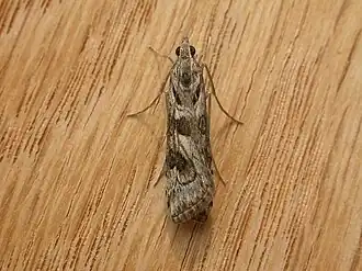 Nomophila corticalis