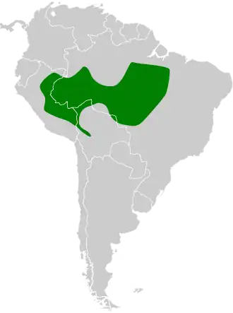 Zuidelijke grijswangtrappist