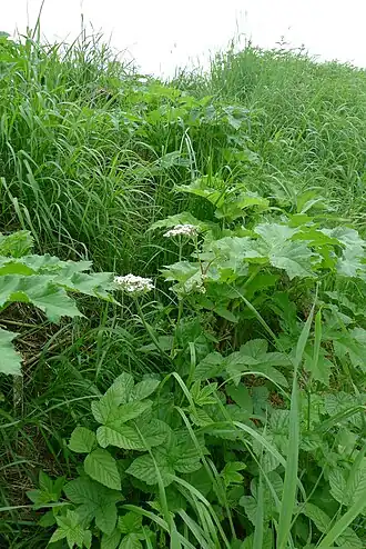 Reuzenberenklauw in noodbloei na twee keer maaien