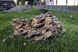 Close-up reuzenzwam op het kerkhof