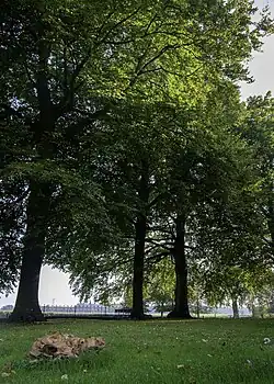 Beuken op het kerkhof aan noordzijde van de kerk met op de voorgrond een reuzenzwam