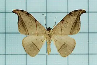 Nordstromia semililacina