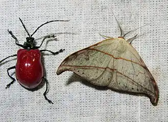 Nordstromia argenticeps