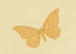 Nordstromia grisearia