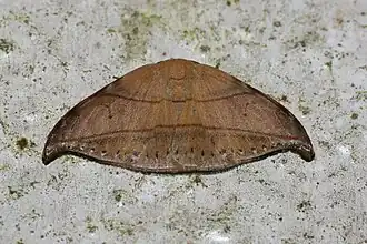 Nordstromia coffeata