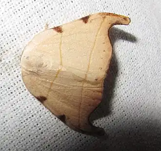 Nordstromia bicostata