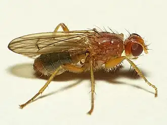 Norellisoma spinimana