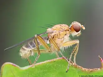 Norellisoma spinimanum