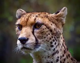 Acinonyx