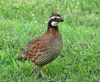 Bobwhite