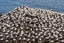 Bovenkant van Bird Rock