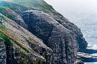 Het Ecologisch Reservaat Cape St. Mary's op het Canadese eiland Newfoundland