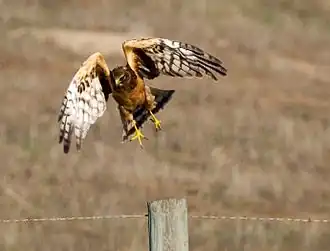 Amerikaanse blauwe kiekendief