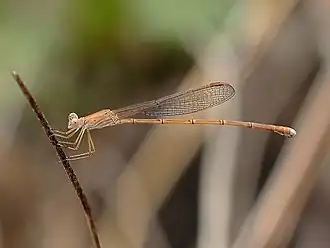 Indolestes insularis