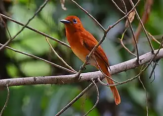 Rosse paradijsmonarch