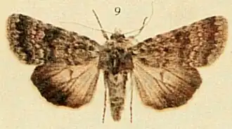 Standfussiana lucernea