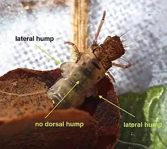 Pycnopsyche gentilis