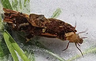 Pycnopsyche scabripennis