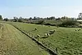Dijk met schapen langs de Jümme (Duitsland)
