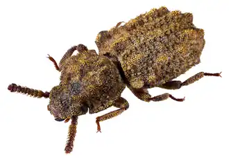 Nosodomodes tuberculatus