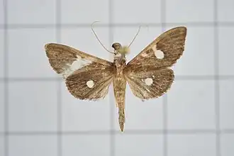 Nosophora taihokualis