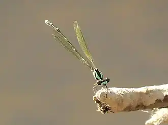 Nososticta coelestina