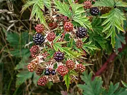 Rijpe en onrijpe vruchten van peterseliebraam.