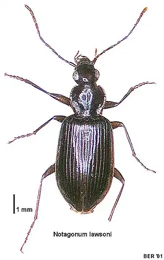 Notagonum lawsoni