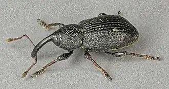 Donkerbruine moerassnuitkever