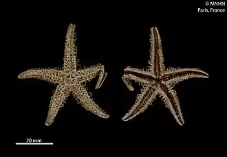 Notasterias bongraini