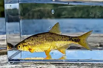 Notemigonus crysoleucas