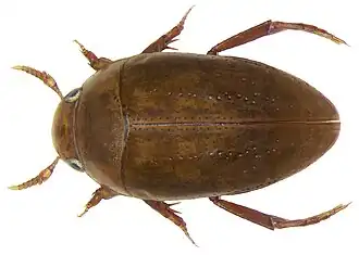 Diksprietzwemkevertje