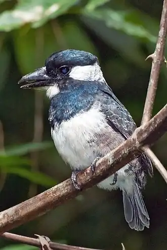 Zwartborstbaardkoekoek
