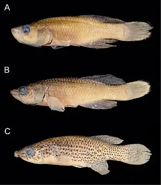 Nothobranchius lucius