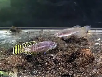 Nothobranchius malaissei