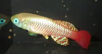 Nothobranchius palmqvisti