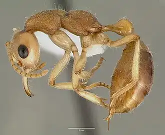 Nothomyrmecia macrops
