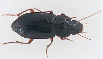 Notiobia purpurascens